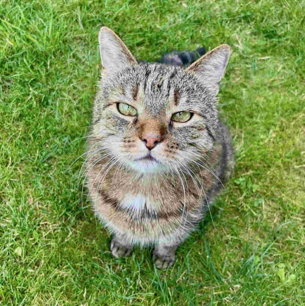 Bild von einer Katze, die an ainem Sitzhocker sich eingespreizt hat und direkt in die Kamara blickt